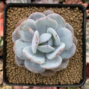 Echeveria 'Laui' 2"-3 Powdery Succulent Plant