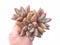 Graptoveria Donna Cluster 4”-5” Rare Succulent Plant