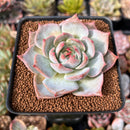 Echeveria 'Teirosa' 2"-3" Succulent Plant