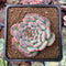 Echeveria 'Marcel' 2" Succulent Plant