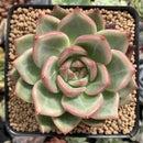 Echeveria 'White Champaign' 2"-3" Succulent Plant