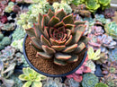 Echeveria Agavoides 'Miella' Lightly Variegated 4"-5" Succulent Plant