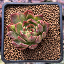 Echeveria Agavoides 'Riga' 2" Succulent Plant