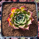 Echeveria Agavoides 'Sarabony' 2" (Seed Grown) Succulent Plant