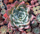 Echeveria 'Ivory' 7"-8" Extra Large Powdery Succulent Plant