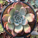 Echeveria 'Coral Red' 3"-4" Powdery New Hybrid Succulent Plant