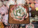 Echeveria 'Monroe' Hybrid 2" Succulent Plant