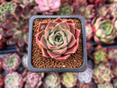 Echeveria 'Pulodo' 1" Succulent Plant