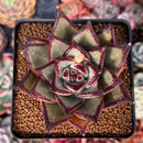 Echeveria Agavoides 'Nightingale' 4" Succulent Plant