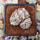 Echeveria 'Charming Blue' Crested 1"-2" Succulent Plant