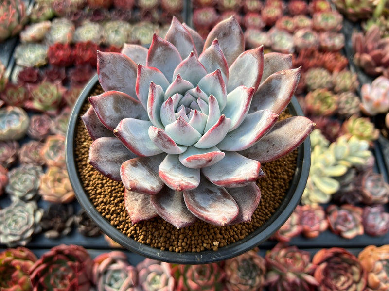 living echeveria succulents for sale online free shipping Echeveria 'Black Sabbath' 5” Succulent Plant