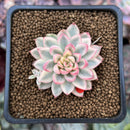 Echeveria 'Mebina' Variegated 1" Succulent Plant