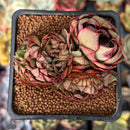 Echeveria 'Yangjin' 2" Crested Succulent Plant