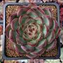 Echeveria Agavoides 'Fire Pillar' 2" Succulent Plant