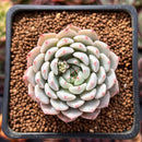 Echeveria 'White Zaragoza' 2" Succulent Plant