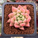 Echeveria 'Pink Top' 1" Succulent Plant