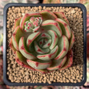 Echeveria Agavoides 'Salu' 2" Succulent Plant