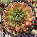 Echeveria Agavoides sp. 4"-5" Succulent Plant