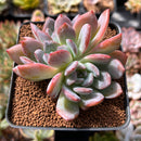Echeveria 'Starmark' 2" Succulent Plant
