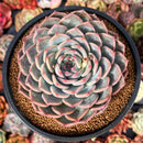 Echeveria 'Keralean' 4" Succulent Plant