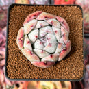 Echeveria 'White Robin' 2" Succulent Plant