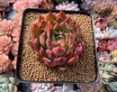Echeveria Agavoides 'Prolifera' 3" Succulent Plant