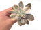 Quetzalcoatlia 'Pentandra Superba' Variegated 3" Succulent Plant (Formerly Graptopetalum 'Pentandrum Superbum' Variegated)