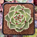 Echeveria Agavoides 'Blue Dragon' 3" Succulent Plant