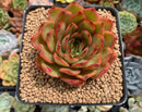 Echeveria Agavoides sp. 3" Succulent Plant