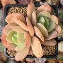 Echeveria 'Drawing' New Hybrid 3" Cluster Succulent Plant