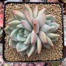 Echeveria Agavoides 'Sharmon' 3" Succulent Plant
