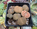 Collection of Lithops 2" (x7 Lithops) Succulent Plant
