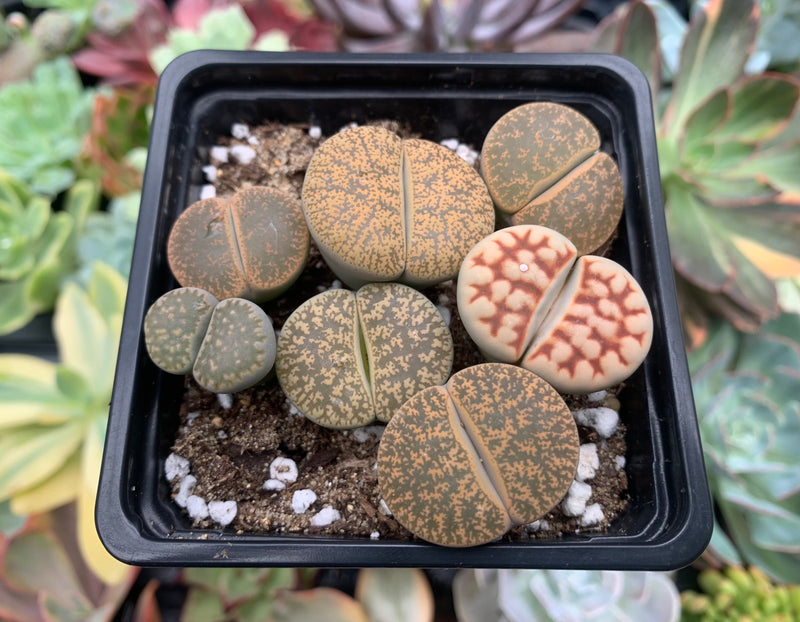lithops succulents Collection of Lithops 2" (x7 Lithops) Succulent Plant – True Succulents Plant Co
