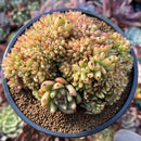Echeveria Agavoides 'Crested 4" Succulent Plant
