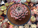 Echeveria 'Helena' Hybrid 3"-4" Succulent Plant