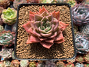 Echeveria sp. 3" Succulent Plant