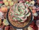 Echeveria Agavoides 'Shallot' 5" Succulent Plant