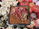 Echeveria 'SuperB' 2" New Hybrid Succulent Plant
