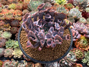 Echeveria 'Trumpet Pinky' 5"-6" Large Succulent Plant