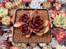 Echeveria Agavoides 'Chocolate Jelly' 3" Succulent Plant