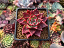 Echeveria Agavoides 'Electra' 2" Seed-grown Succulent Plant