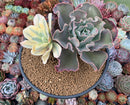 Echeveria 'Japan Moon River' Variegated 8" large Cluster Succulent Plant