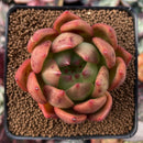Echeveria Agavoides 'Red Wine' 3" Succulent Plant