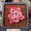 Echeveria 'Cholorabine' 1" Succulent Plant