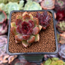 Echeveria 'Violet Cheese' 2" Cluster Succulent Plant