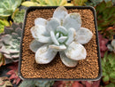 Echeveria 'Laui' 2"-3" Powdery Succulent Plant