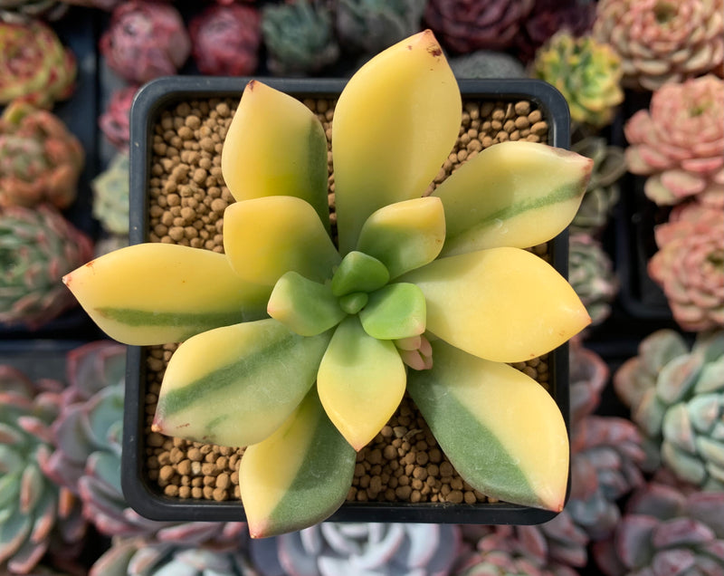 dr cornelius succulent Pachyphytum 'Doctor Cornelius' Highly Variegated 3"-4" Succulent Plant – True Succulents Plant Co