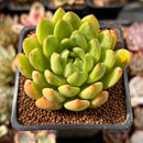 Echeveria Agavoides sp. 2" Succulent Plant