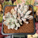 Echeveria 'Tolimanensis' 2" Cluster Succulent Plant