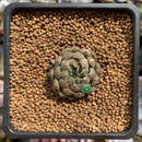 Echeveria 'Scorpio' 1" Succulent Plant